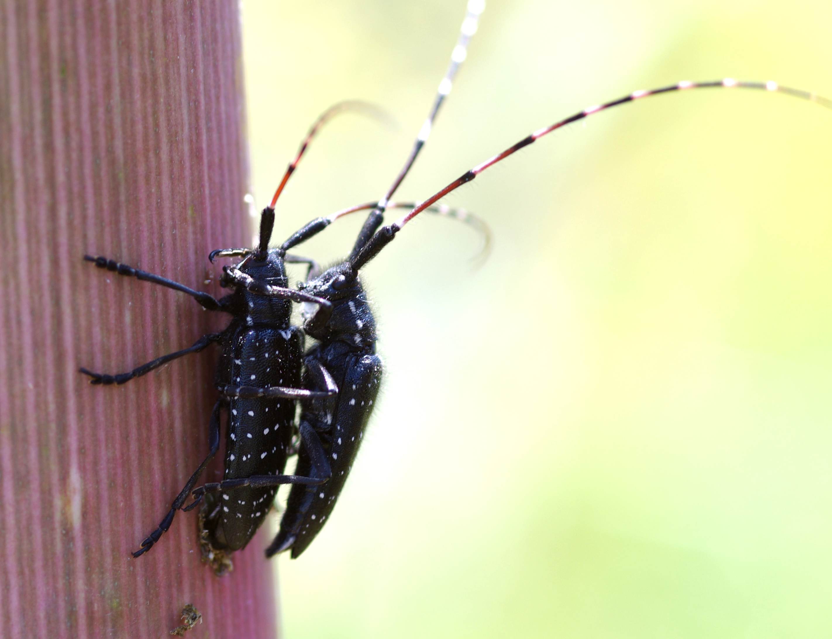 dalla Murgia: Agapanthia irrorata